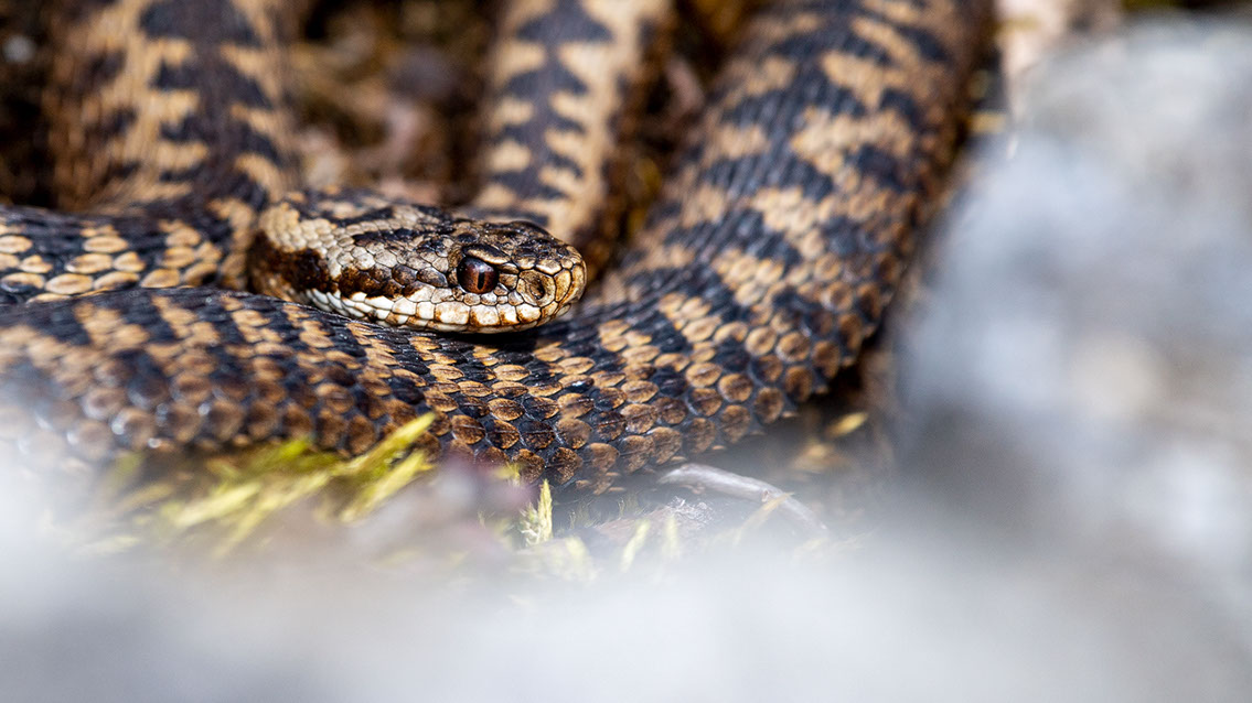 Bartgeier, Gypaète Barbu, Quebrantahuesos, Lämmergeier, Lammergeier, 