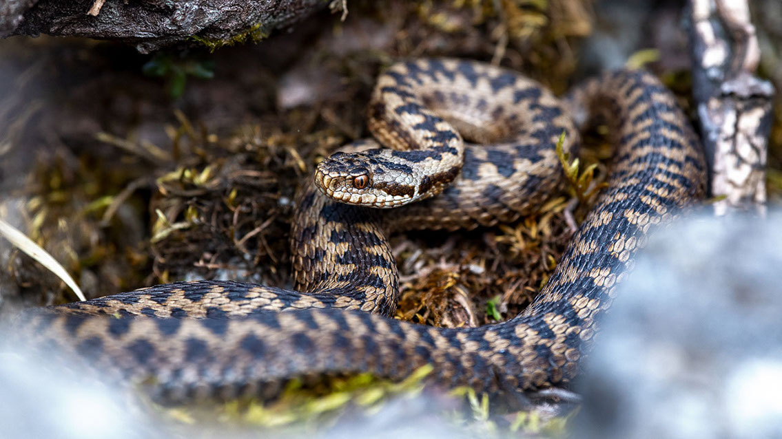 Bartgeier, Gypaète Barbu, Quebrantahuesos, Lämmergeier, Lammergeier, 