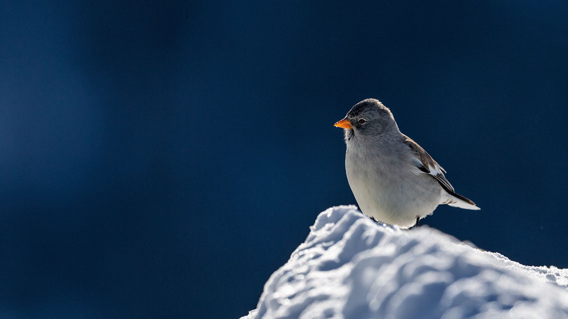 Bartgeier, Gypaète Barbu, Quebrantahuesos, Lämmergeier, Lammergeier, 