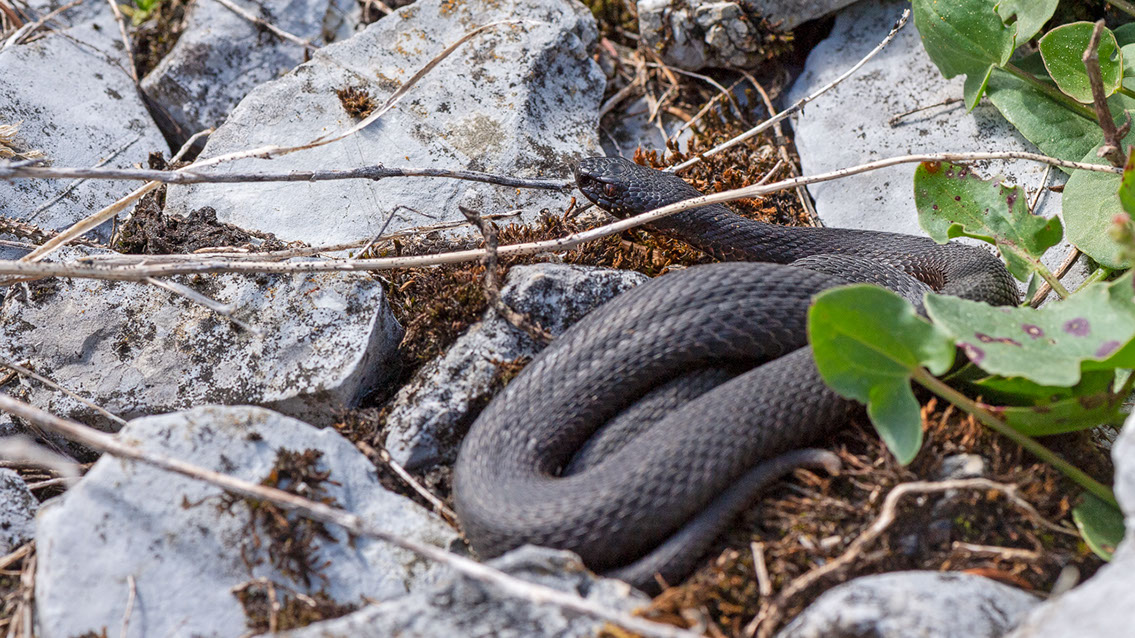 Bartgeier, Gypaète Barbu, Quebrantahuesos, Lämmergeier, Lammergeier, 