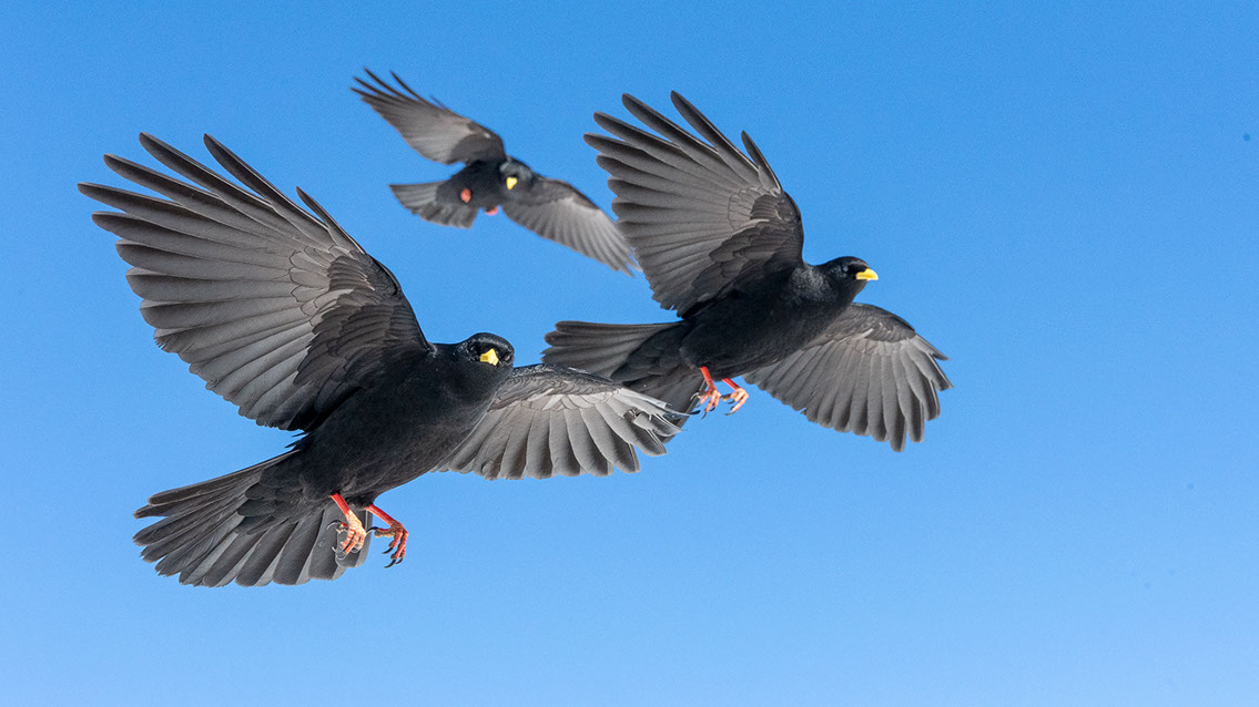 Bartgeier, Gypaète Barbu, Quebrantahuesos, Lämmergeier, Lammergeier, 
