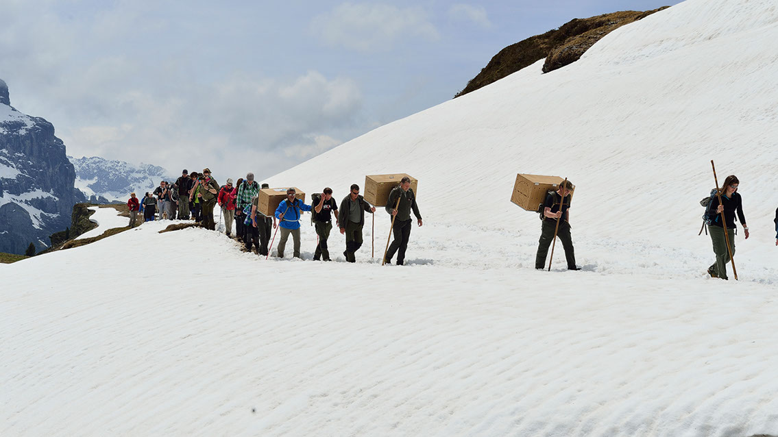 Bartgeier, Gypaète Barbu, Quebrantahuesos, Lämmergeier, Lammergeier, 
