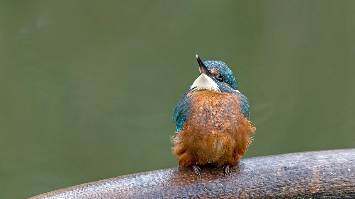 Bartgeier, Gypaète Barbu, Quebrantahuesos, Lämmergeier, Lammergeier, 