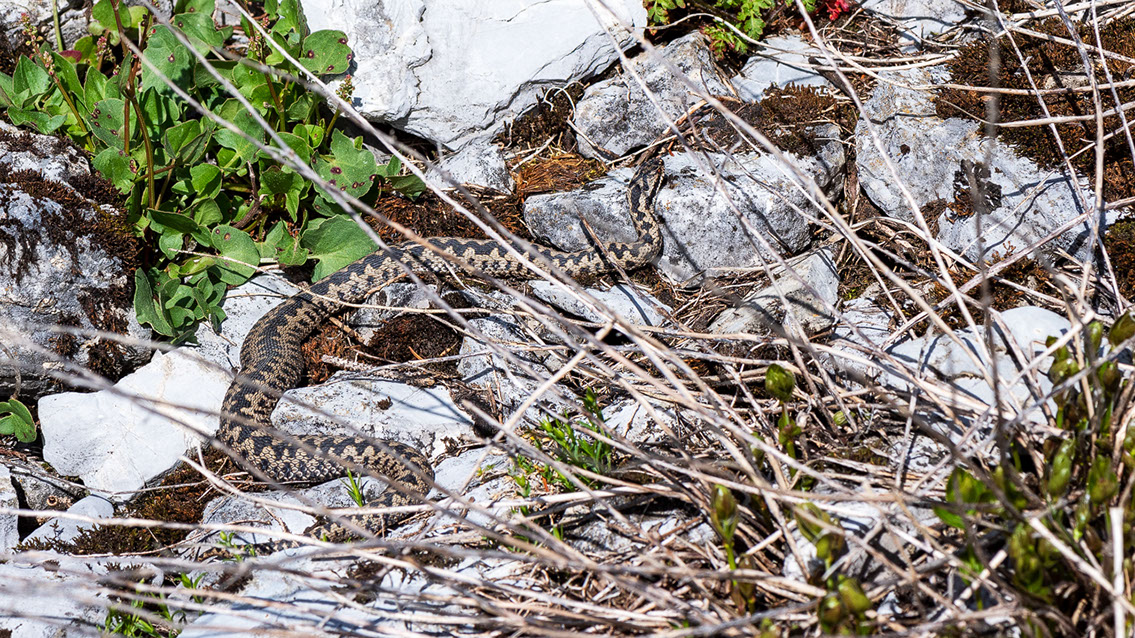 Bartgeier, Gypaète Barbu, Quebrantahuesos, Lämmergeier, Lammergeier, 