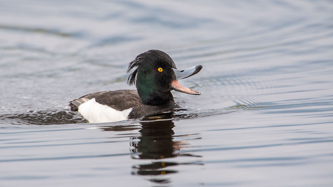 Bartgeier, Gypaète Barbu, Quebrantahuesos, Lämmergeier, Lammergeier, 