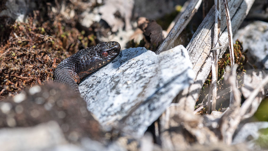 Bartgeier, Gypaète Barbu, Quebrantahuesos, Lämmergeier, Lammergeier, 