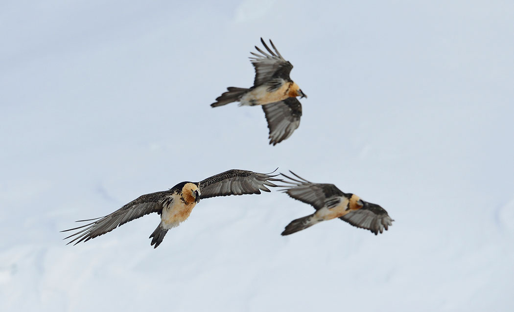 Bartgeier, Gipeto, Lammergeier, Bearded Vulture, Gypaète, Gypaetus barbatus, 