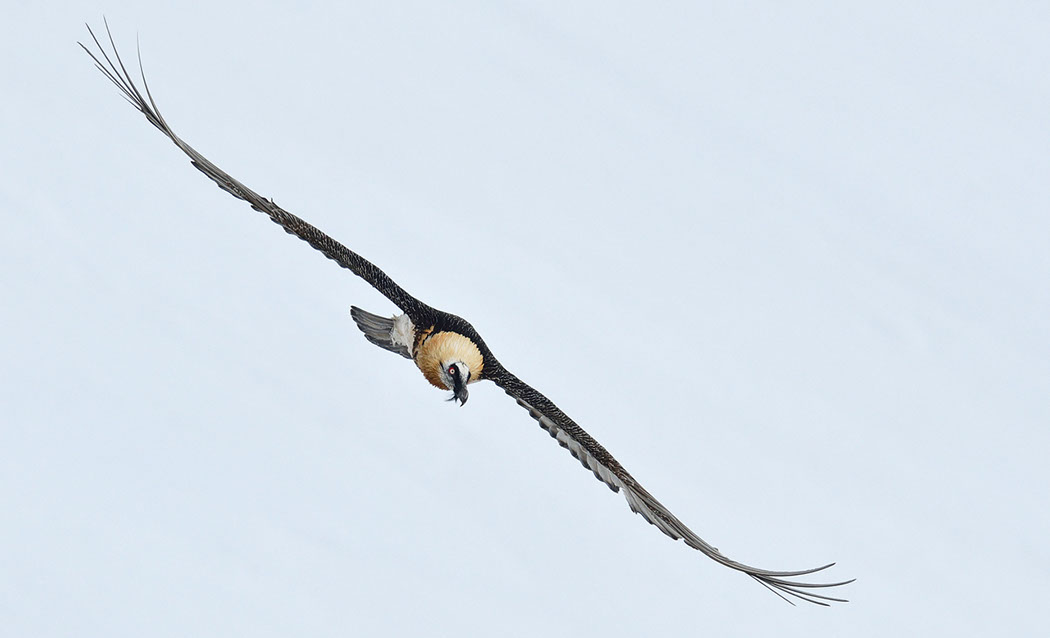 Bartgeier, Gipeto, Lammergeier, Bearded Vulture, Gypaète, Gypaetus barbatus, fliegend, sitzend, Alpen, Swiss Alps, 