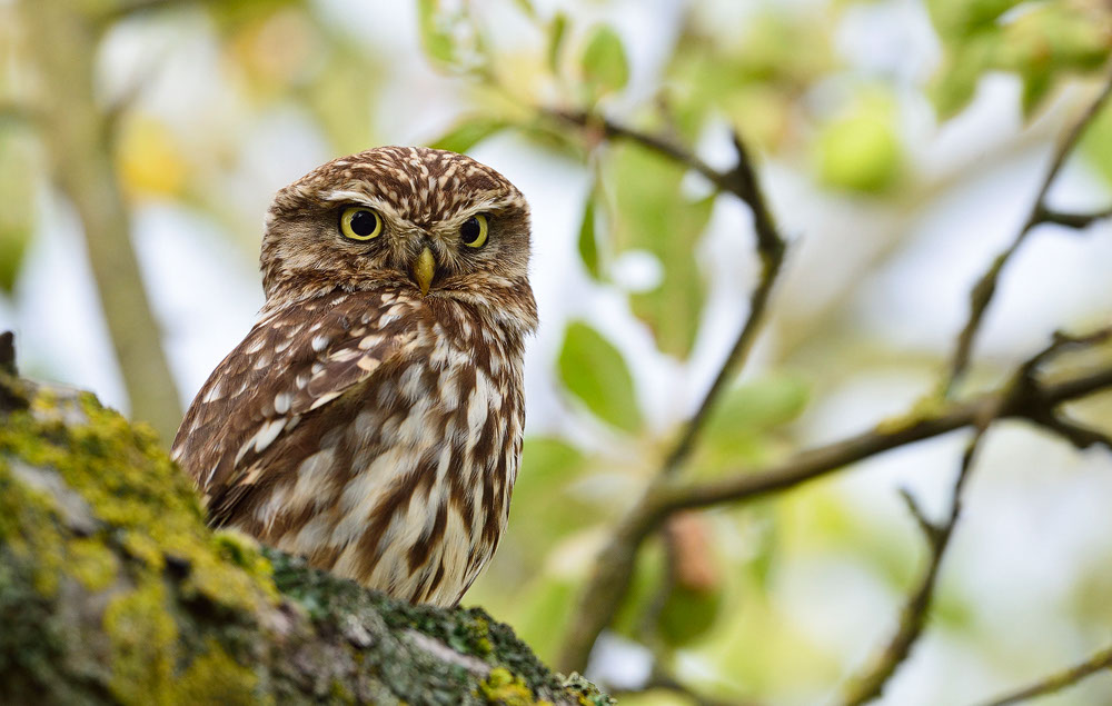 Athene noctua, Steinkauz, Kauz, Little owl