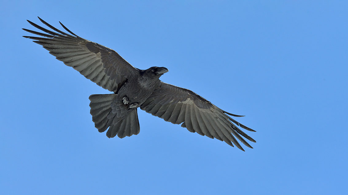 Bartgeier, Gipeto, Lammergeier, Bearded Vulture, Gypaète, Gypaetus barbatus, 