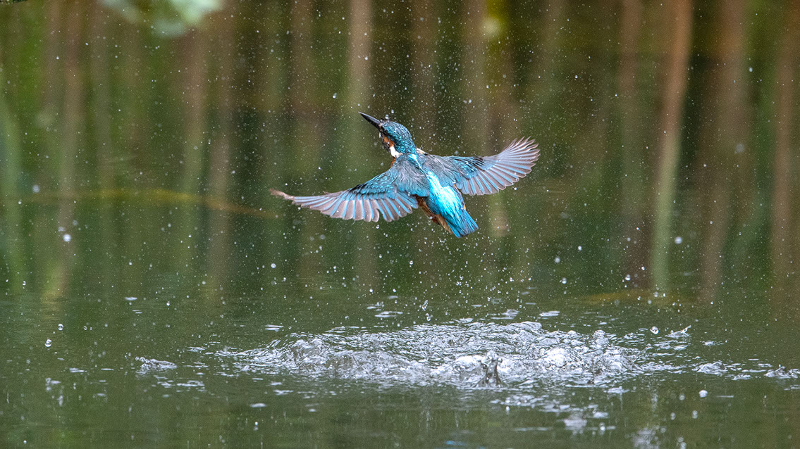 Bartgeier, Gypaète Barbu, Quebrantahuesos, Lämmergeier, Lammergeier, 