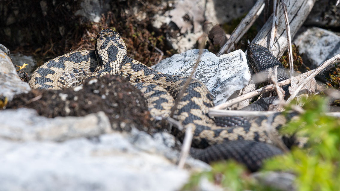Bartgeier, Gypaète Barbu, Quebrantahuesos, Lämmergeier, Lammergeier, 