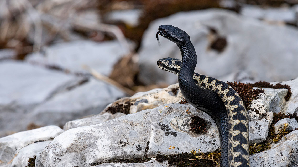Bartgeier, Gypaète Barbu, Quebrantahuesos, Lämmergeier, Lammergeier, 