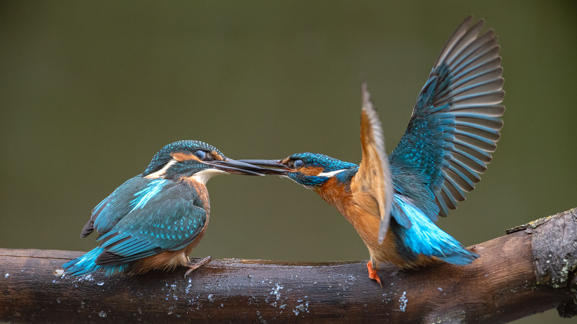 Bartgeier, Gypaète Barbu, Quebrantahuesos, Lämmergeier, Lammergeier, 