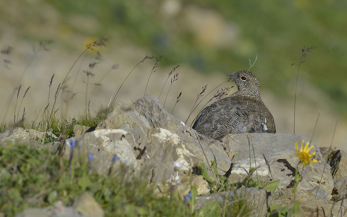 Bartgeier, Gypaète Barbu, Quebrantahuesos, Lämmergeier, Lammergeier, 