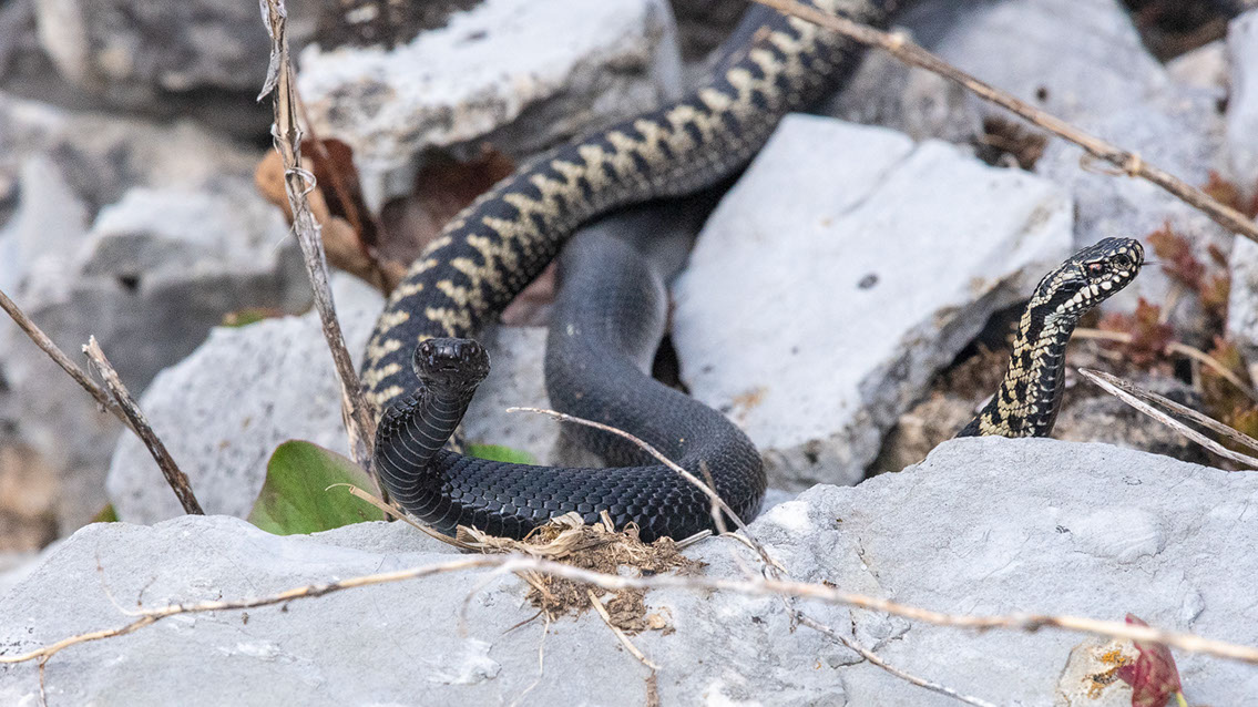 Bartgeier, Gypaète Barbu, Quebrantahuesos, Lämmergeier, Lammergeier, 
