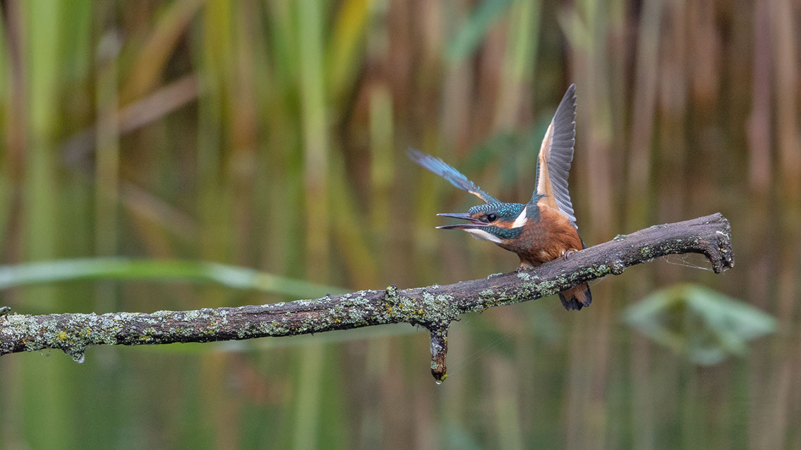 Bartgeier, Gypaète Barbu, Quebrantahuesos, Lämmergeier, Lammergeier, 