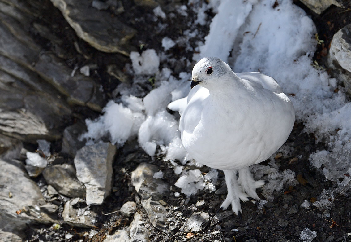 Bartgeier, Gypaète Barbu, Quebrantahuesos, Lämmergeier, Lammergeier, 