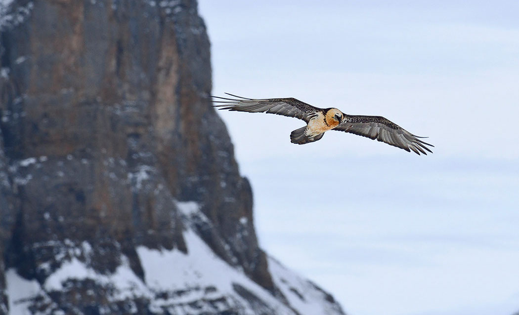 Bartgeier, Gipeto, Lammergeier, Bearded Vulture, Gypaète, Gypaetus barbatus, fliegend, sitzend, Alpen, Swiss Alps, 