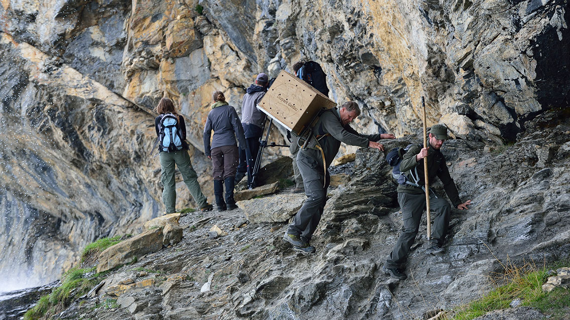 Bartgeier, Gypaète Barbu, Quebrantahuesos, Lämmergeier, Lammergeier, 