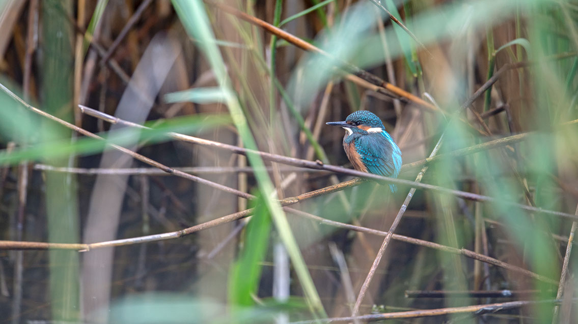 Bartgeier, Gypaète Barbu, Quebrantahuesos, Lämmergeier, Lammergeier, 