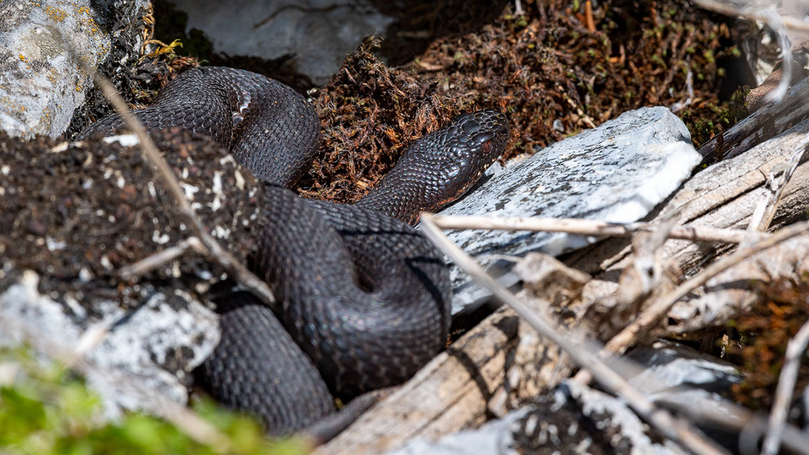 Bartgeier, Gypaète Barbu, Quebrantahuesos, Lämmergeier, Lammergeier, 