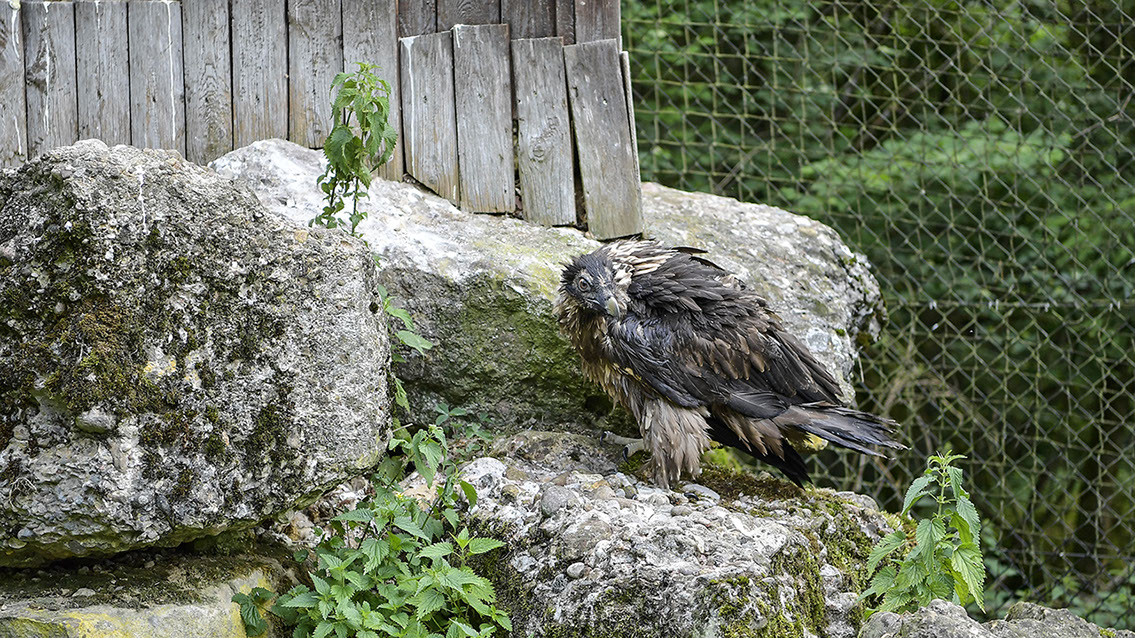 Bartgeier, Gypaète Barbu, Quebrantahuesos, Lämmergeier, Lammergeier, 