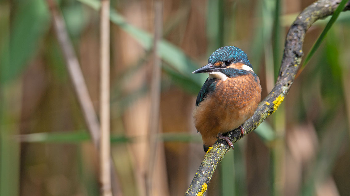 Bartgeier, Gypaète Barbu, Quebrantahuesos, Lämmergeier, Lammergeier, 