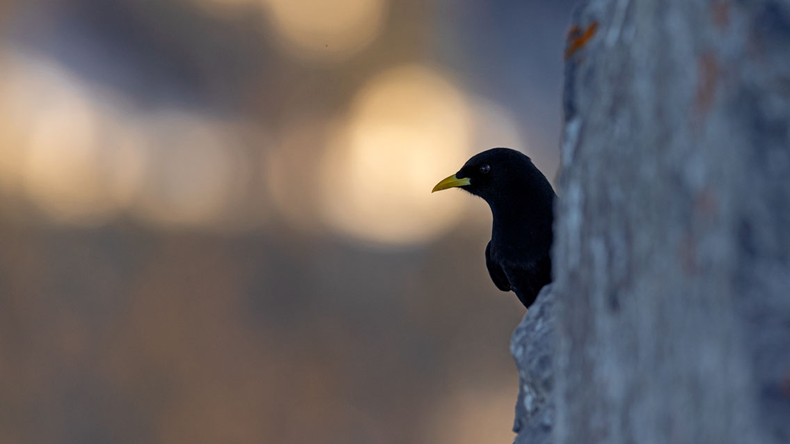 Bartgeier, Gypaète Barbu, Quebrantahuesos, Lämmergeier, Lammergeier, 