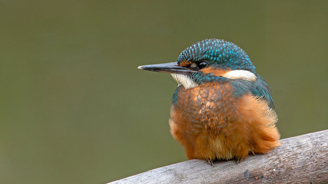 Bartgeier, Gypaète Barbu, Quebrantahuesos, Lämmergeier, Lammergeier, 