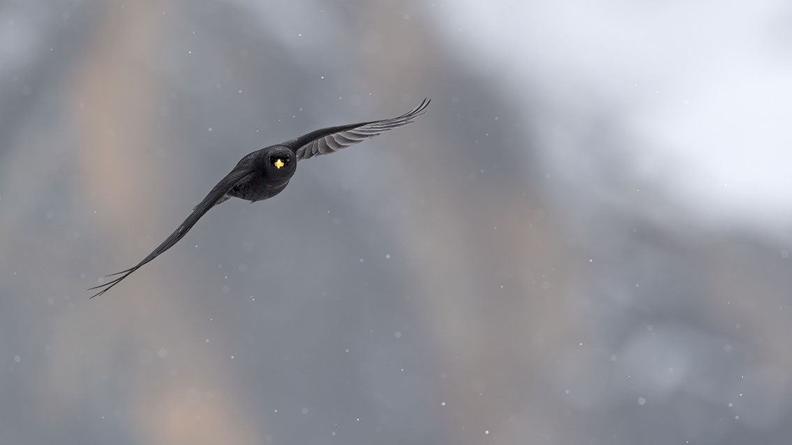 Bartgeier, Gypaète Barbu, Quebrantahuesos, Lämmergeier, Lammergeier, 