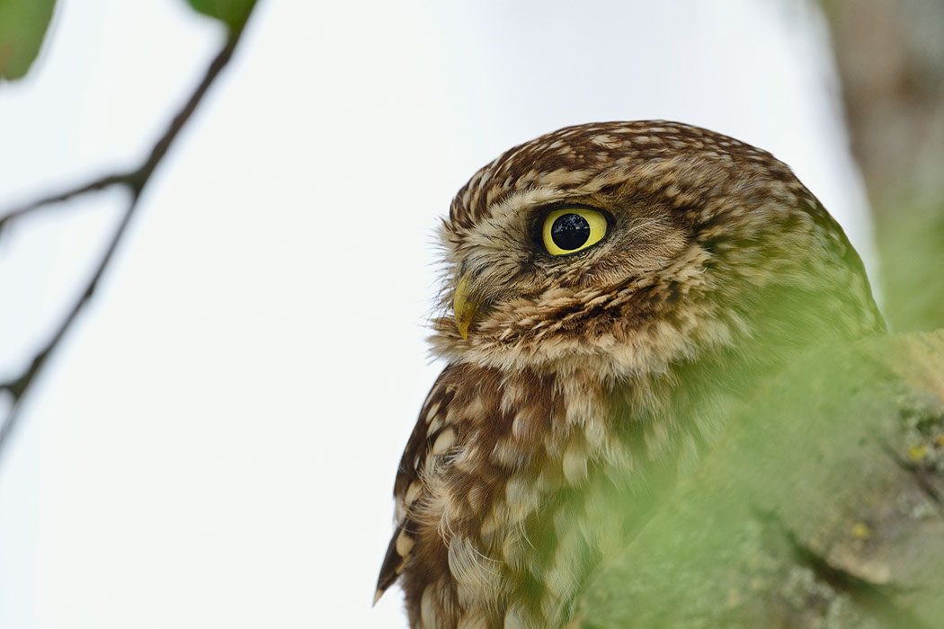 Athene noctua, Steinkauz, Kauz, Little owl