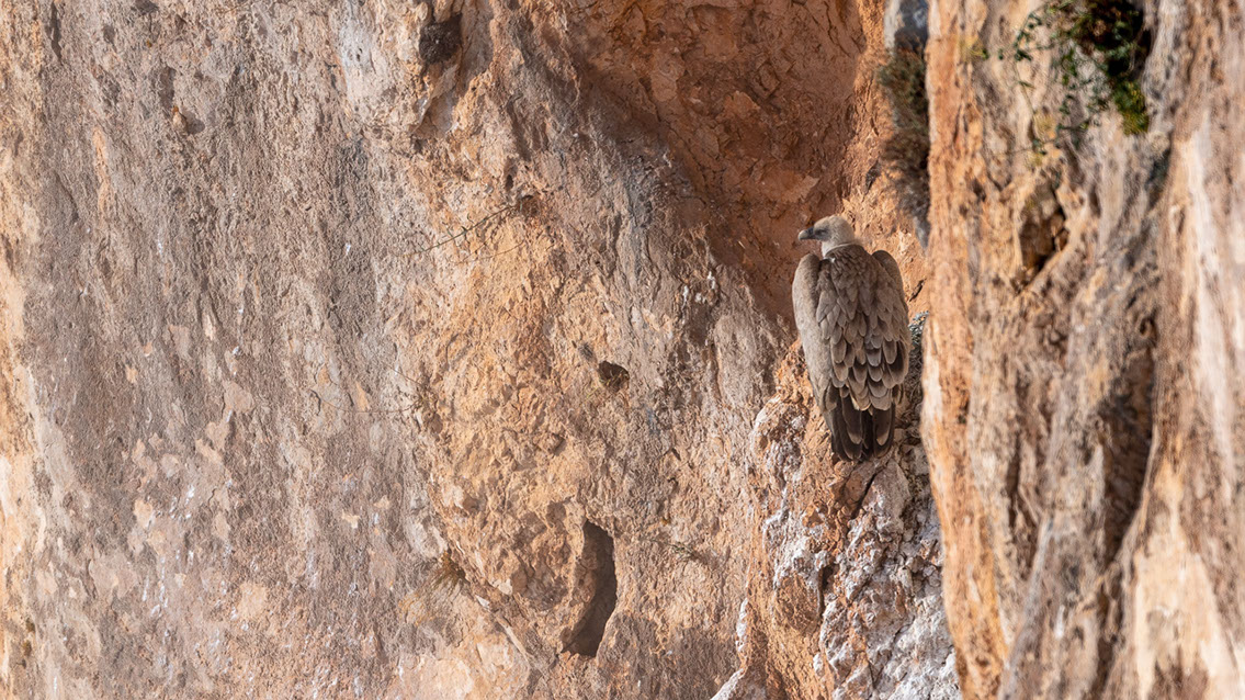 Bartgeier, Gypaète Barbu, Quebrantahuesos, Lämmergeier, Lammergeier, 