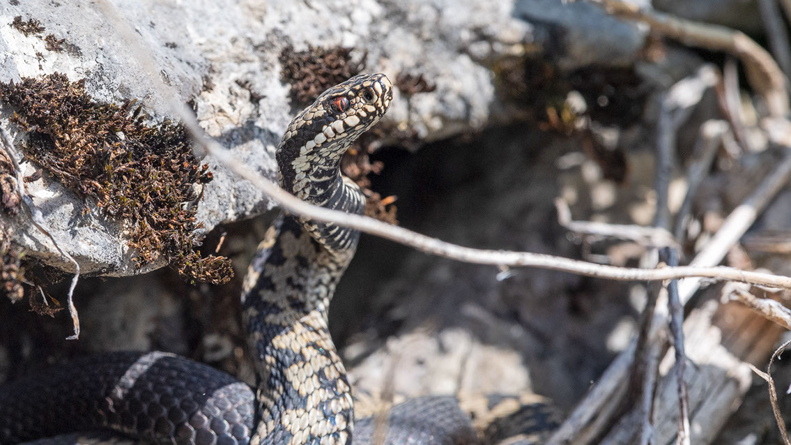 Bartgeier, Gypaète Barbu, Quebrantahuesos, Lämmergeier, Lammergeier, 