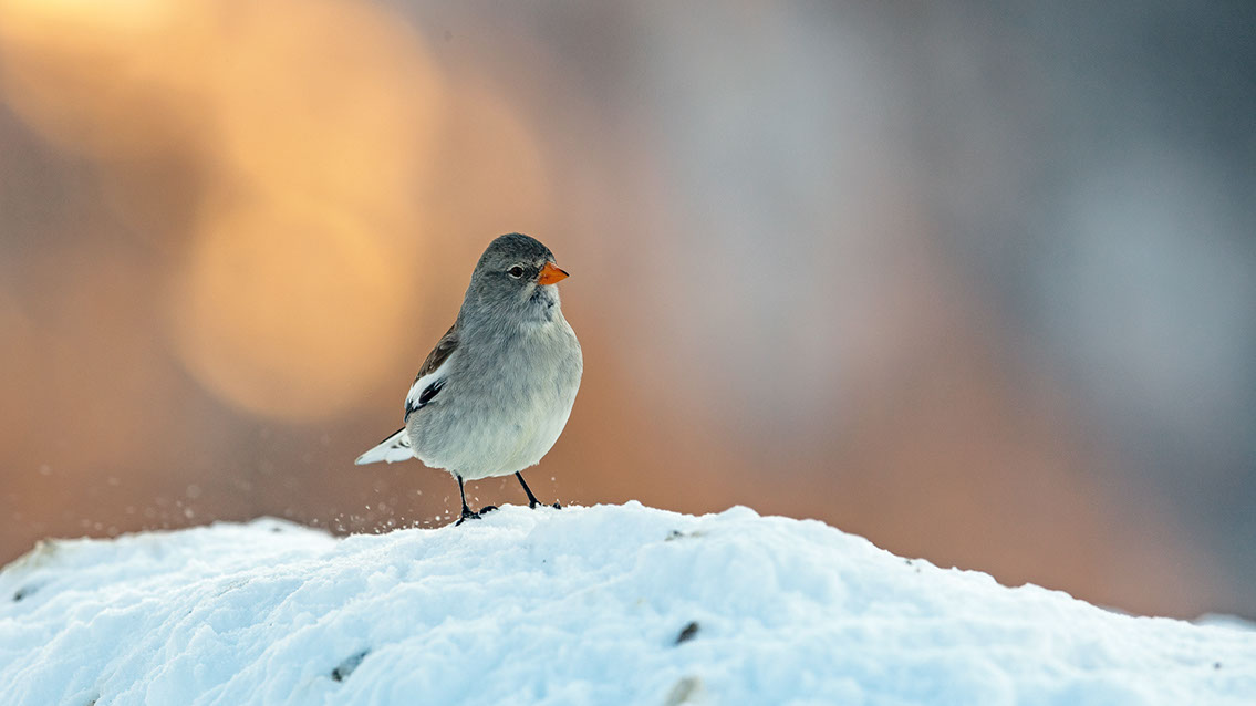Bartgeier, Gypaète Barbu, Quebrantahuesos, Lämmergeier, Lammergeier, 