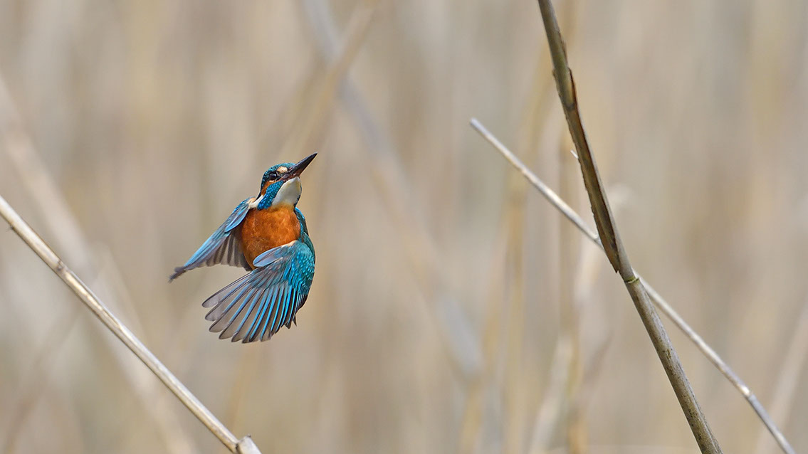Bartgeier, Gypaète Barbu, Quebrantahuesos, Lämmergeier, Lammergeier, 