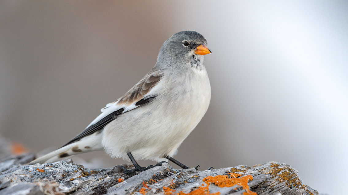 Bartgeier, Gypaète Barbu, Quebrantahuesos, Lämmergeier, Lammergeier, 