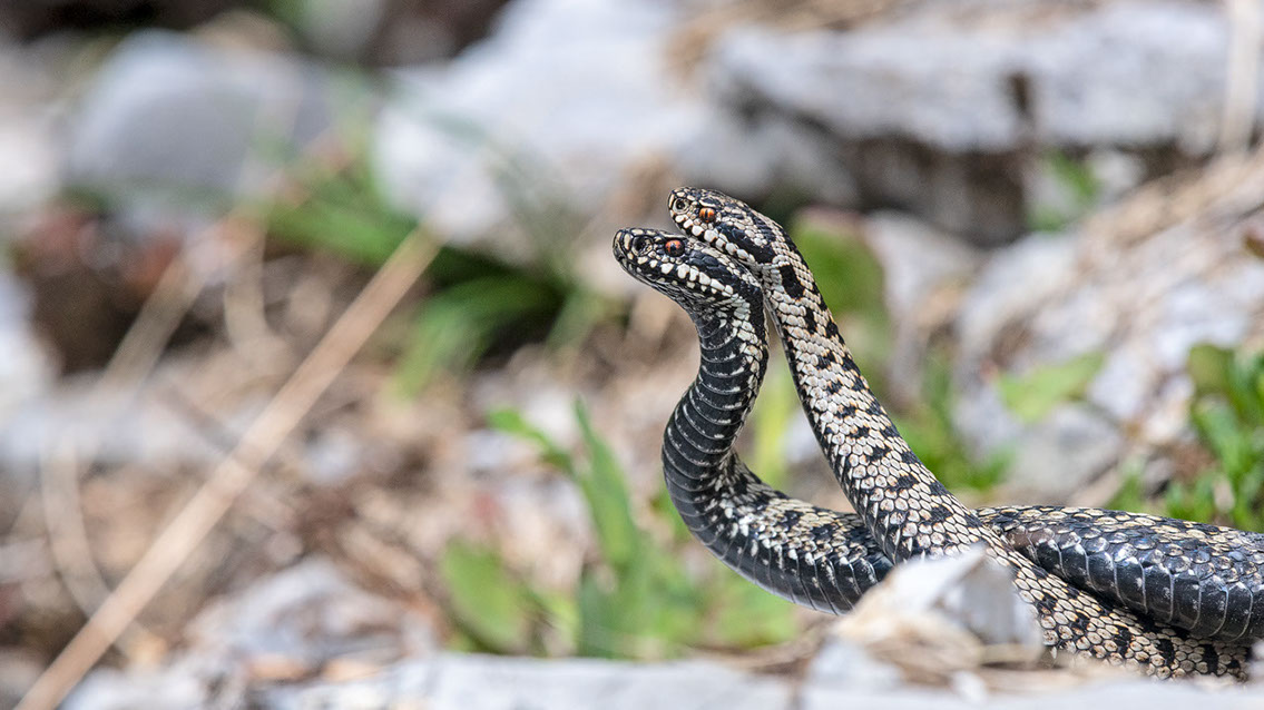 Bartgeier, Gypaète Barbu, Quebrantahuesos, Lämmergeier, Lammergeier, 