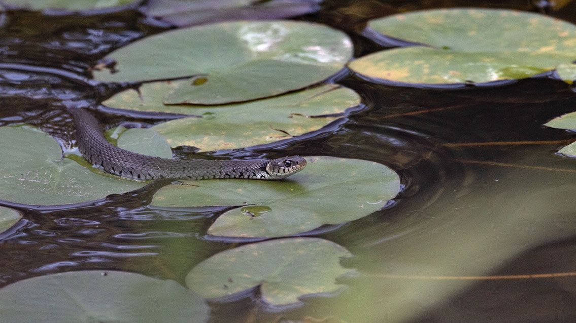 Bartgeier, Gypaète Barbu, Quebrantahuesos, Lämmergeier, Lammergeier, 