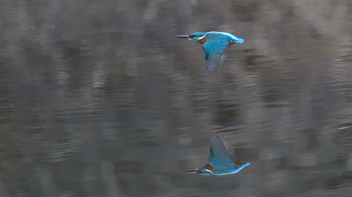 Bartgeier, Gypaète Barbu, Quebrantahuesos, Lämmergeier, Lammergeier, 