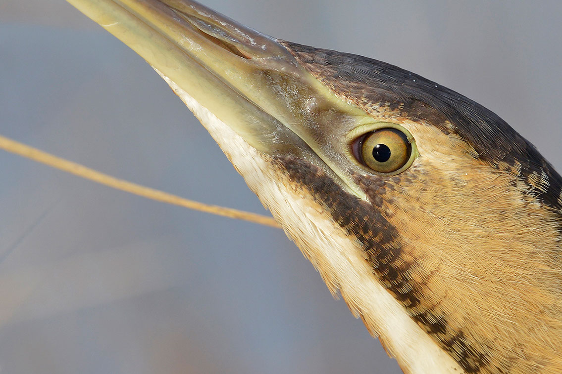 Bartgeier, Gypaète Barbu, Quebrantahuesos, Lämmergeier, Lammergeier, 