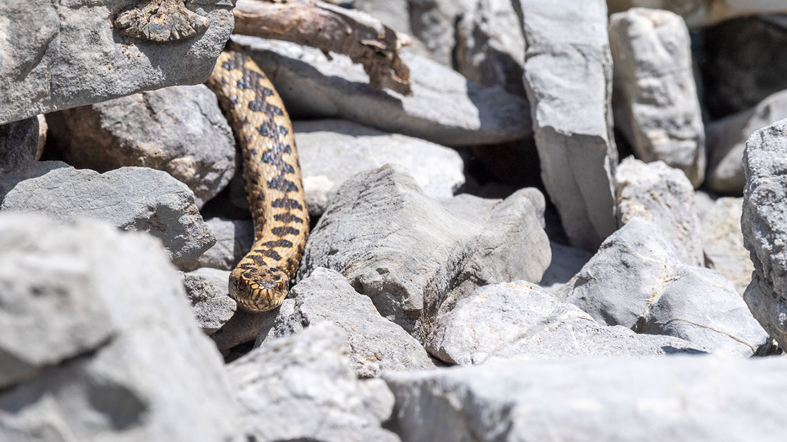 Bartgeier, Gypaète Barbu, Quebrantahuesos, Lämmergeier, Lammergeier, 