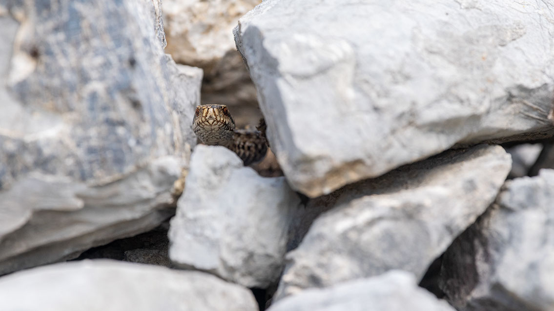 Bartgeier, Gypaète Barbu, Quebrantahuesos, Lämmergeier, Lammergeier, 
