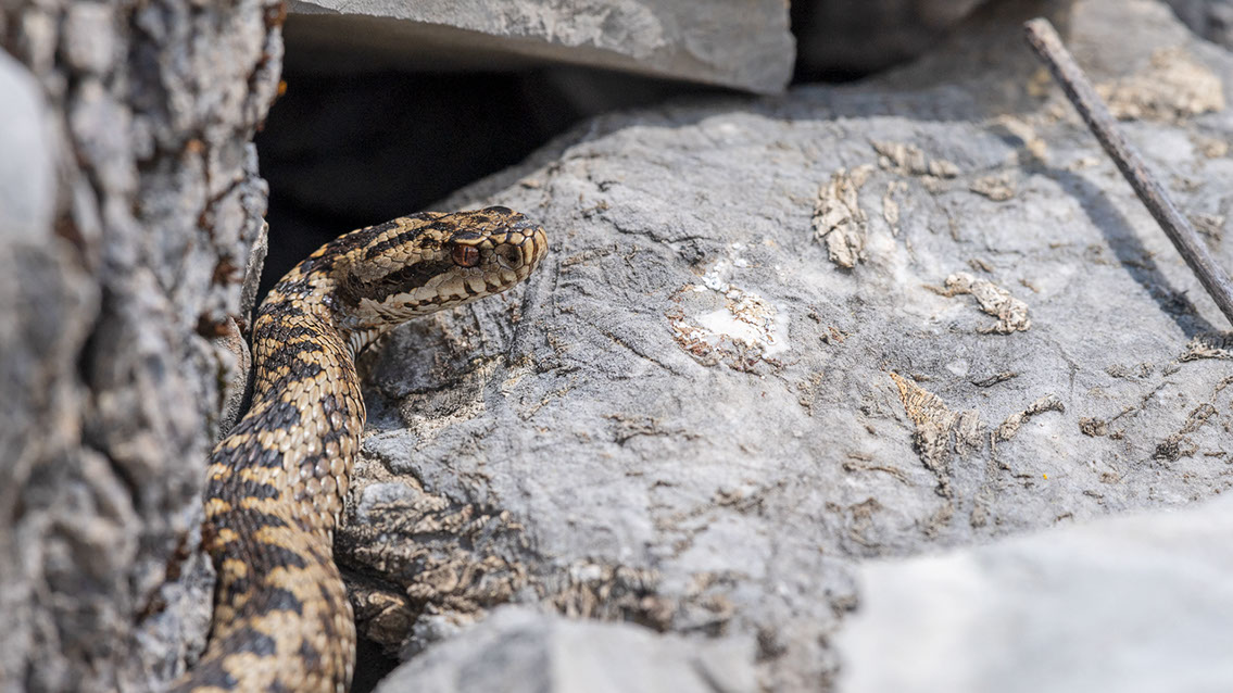 Bartgeier, Gypaète Barbu, Quebrantahuesos, Lämmergeier, Lammergeier, 