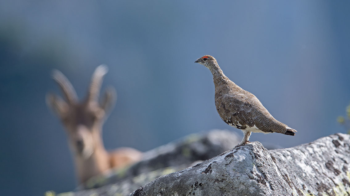 Bartgeier, Gypaète Barbu, Quebrantahuesos, Lämmergeier, Lammergeier, 