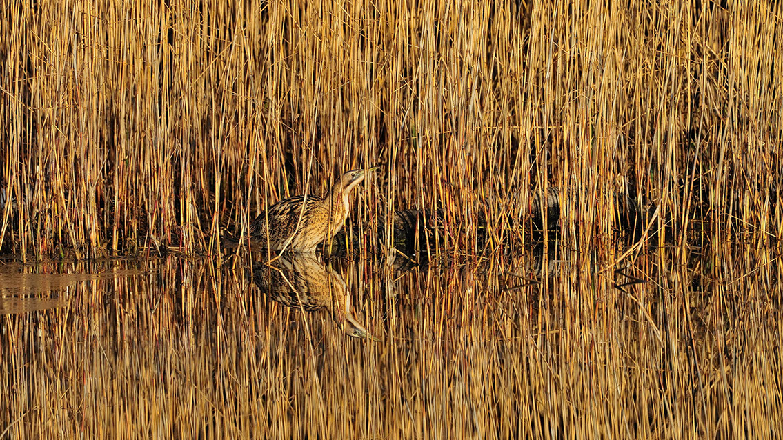 Bartgeier, Gypaète Barbu, Quebrantahuesos, Lämmergeier, Lammergeier, 