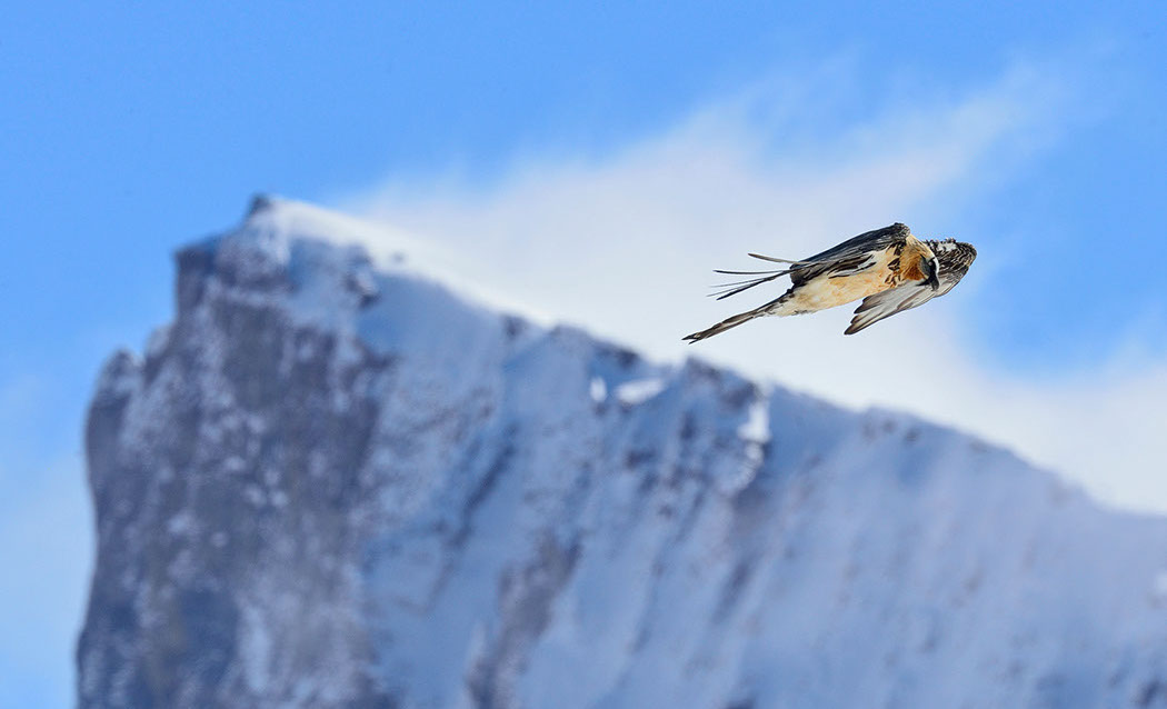 Bartgeier, Gipeto, Lammergeier, Bearded Vulture, Gypaète, Gypaetus barbatus, 
