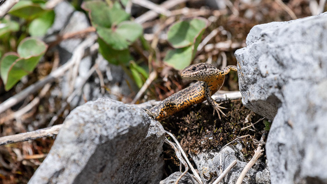 Bartgeier, Gypaète Barbu, Quebrantahuesos, Lämmergeier, Lammergeier, 