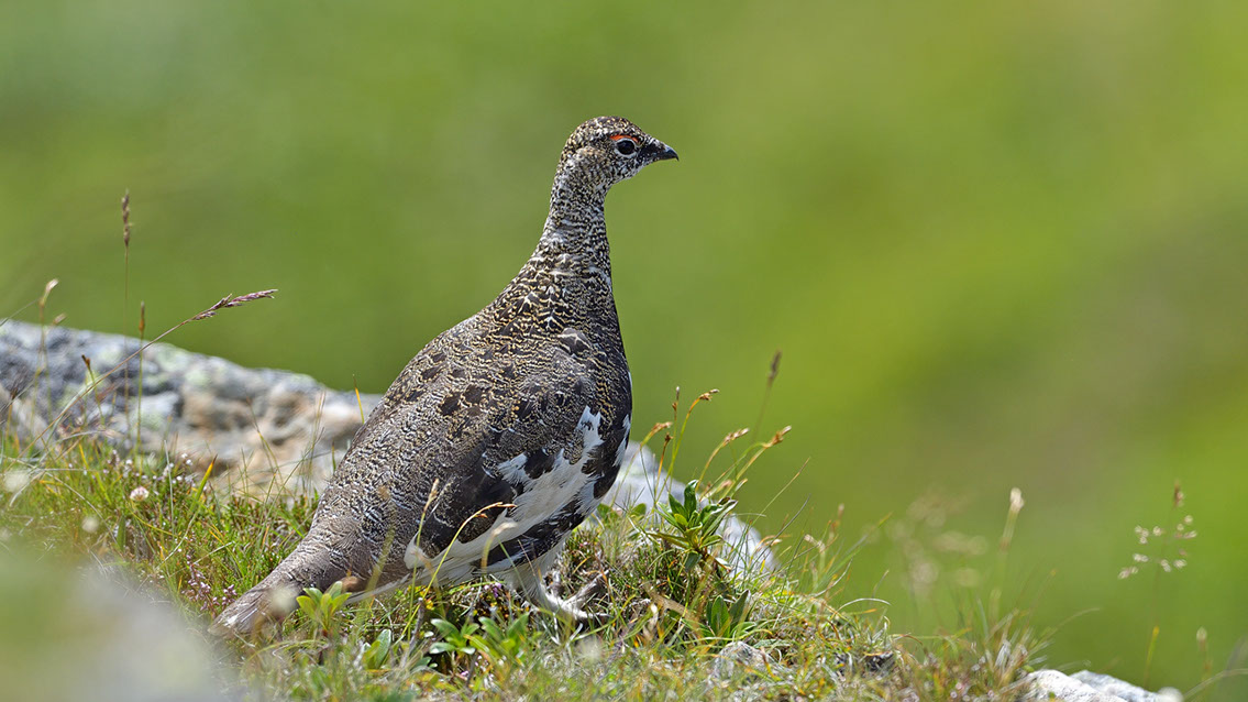 Bartgeier, Gypaète Barbu, Quebrantahuesos, Lämmergeier, Lammergeier, 