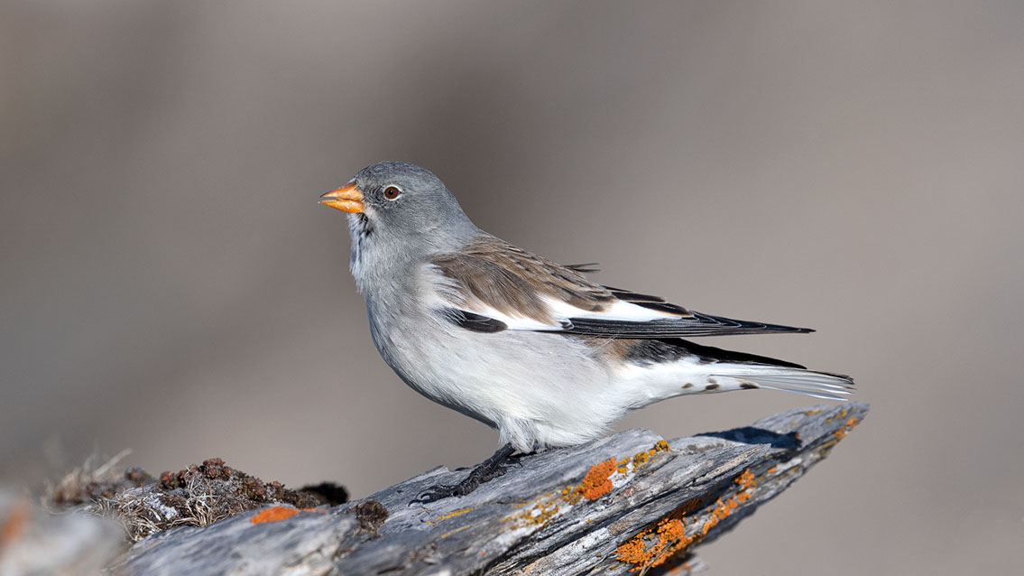 Bartgeier, Gypaète Barbu, Quebrantahuesos, Lämmergeier, Lammergeier, 